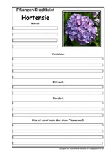 Pflanzensteckbrief-Hortensie.pdf